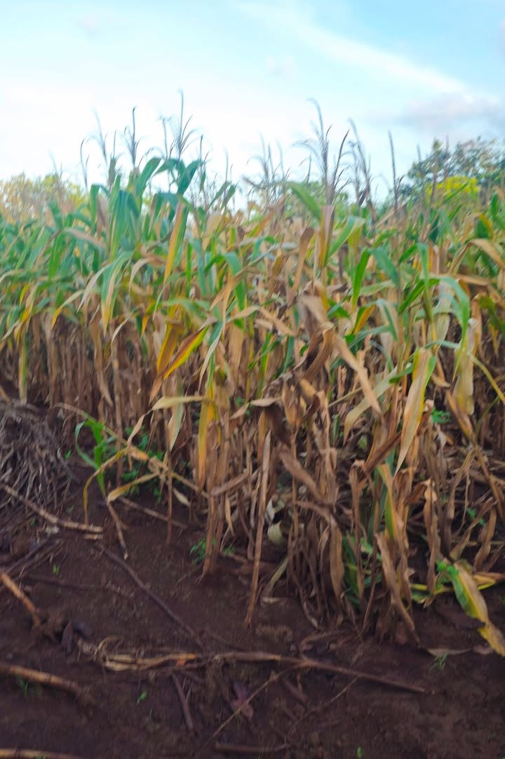 Đất nền Cư M'gar Đắk Lắk 12960m² giá chỉ 700 triệu - Sổ đỏ chính chủ