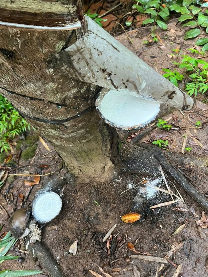 Đất vườn cao su 1,1ha tại xã Ea H'Leo, Đắk Lắk - Giá chỉ 850 triệu!