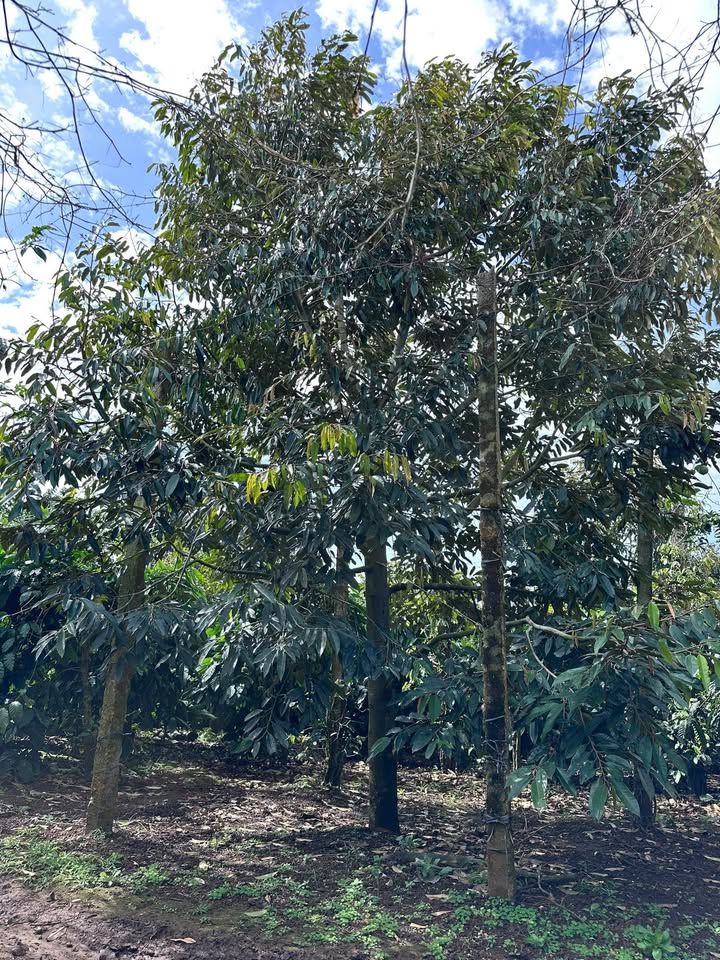 Farm 9.700m² tại Buôn Yao, Cư M'gar giá 4 tỷ - Nguồn thu ổn định từ cây ăn trái