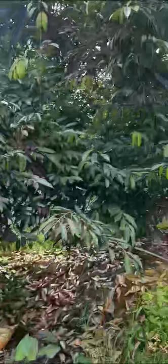 Đất vườn sầu riêng Cẩm Sơn 3000m² giá 750 triệu - Cơ hội đầu tư hấp dẫn!