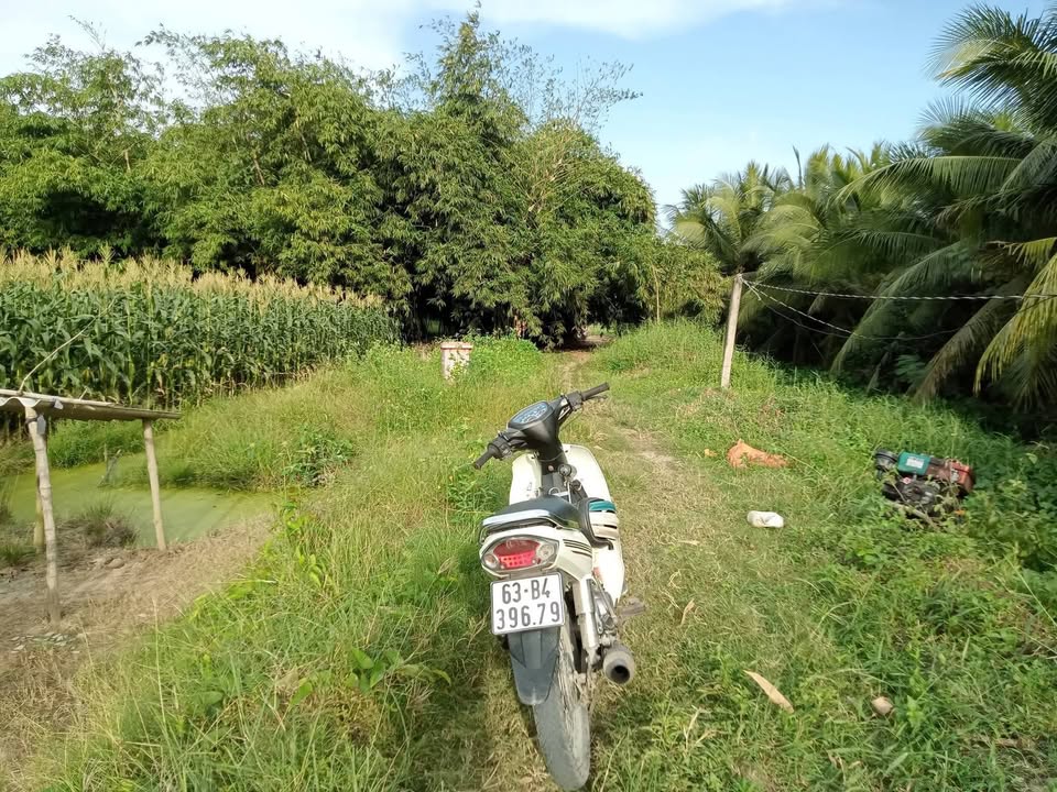 Đất nông nghiệp Hòa Lạc, Chợ Gạo, 2000m² giá 500 triệu - Đầu tư sinh lời tốt!