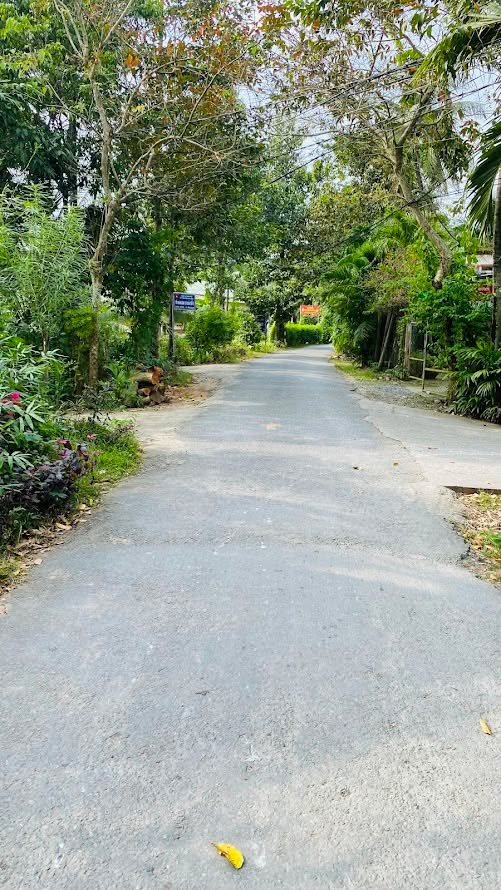 Bán đất mặt tiền lộ nhựa xã Sơn Phú, Giồng Trôm 1200m² - Giá chỉ 2.28 tỷ!