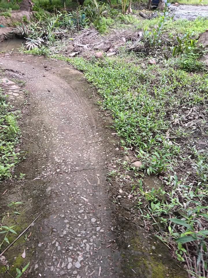 Đất Phong Mỹ Giồng Trôm Bến Tre 1000m² giá 490 triệu - Cơ hội đầu tư hấp dẫn!