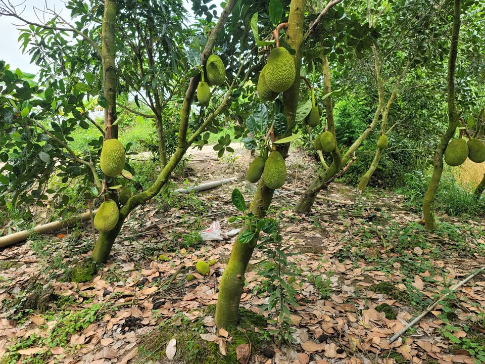 Đất trồng mít 3ha tại Tân Phước 1 giá 4.8 tỷ - Đầu tư sinh lời hiệu quả!