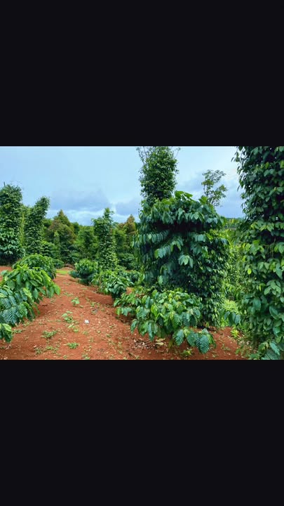 Đất nền 9100m² tại trung tâm xã Đăk Nia - Giá chỉ 2.05 tỷ, cơ hội đầu tư hiếm có!