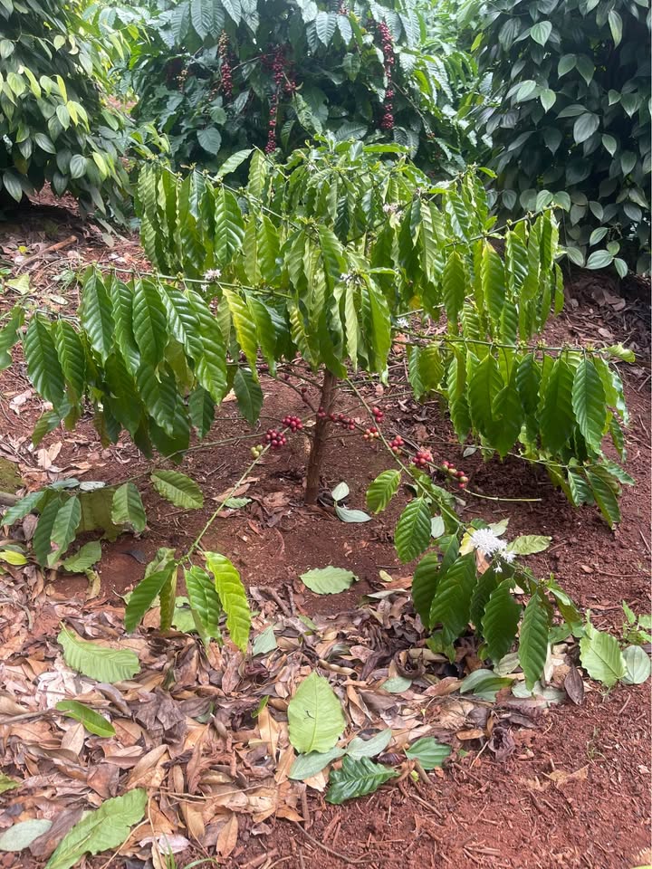 Đất Tân Lập, Buôn Ma Thuột 1200m² giá 1.62 tỷ - Cơ hội vàng cho nhà đầu tư!