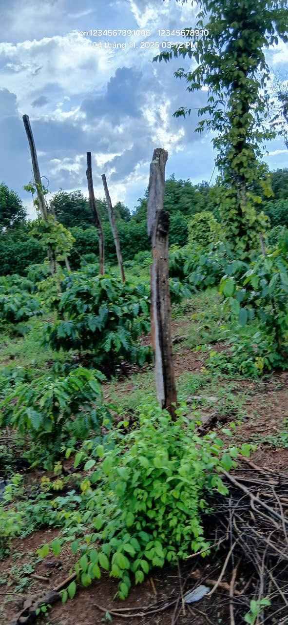 Đất rẫy 7200m² xã Quảng Hiệp - Giá đầu tư, bán nhanh trong tuần!