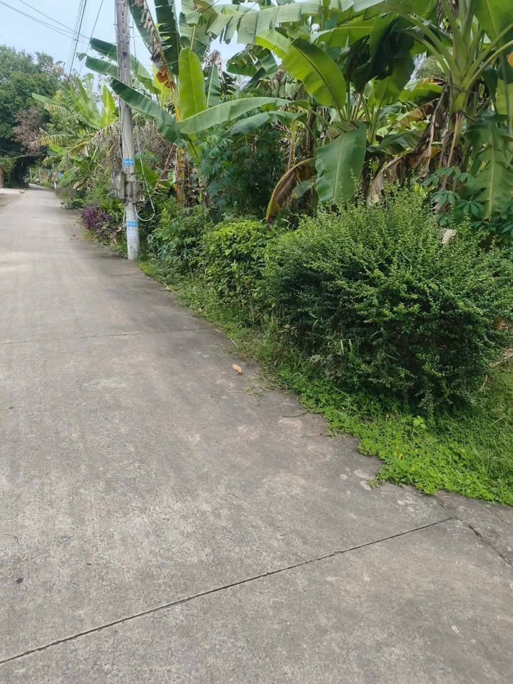 Đất vườn dừa 2400m² tại Giồng Trôm - Giá chỉ 1.6 tỷ