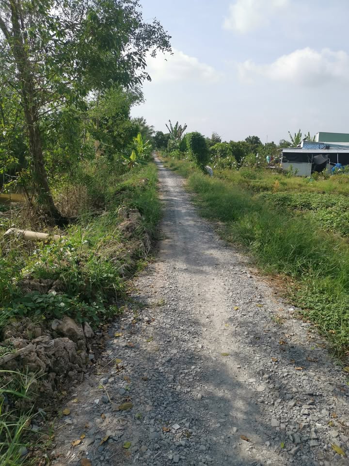 Đất lúa nước Tân Phú Trung, Châu Thành 8660m² giá chỉ 230 triệu - Cơ hội đầu tư hấp dẫn!