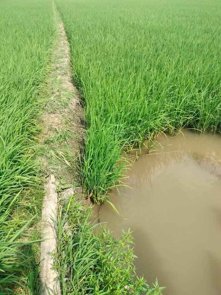 Đất ruộng Thanh Mỹ, Tháp Mười 12.900m² giá 330 triệu - Đầu tư sinh lời tiềm năng!