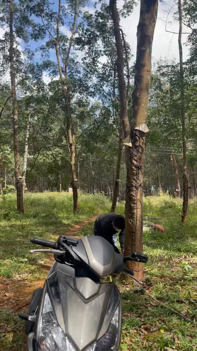 Đất nền xã Ea Wy, Ea H'leo, 9100m² giá 1.65 tỷ - Sổ hồng chính chủ!