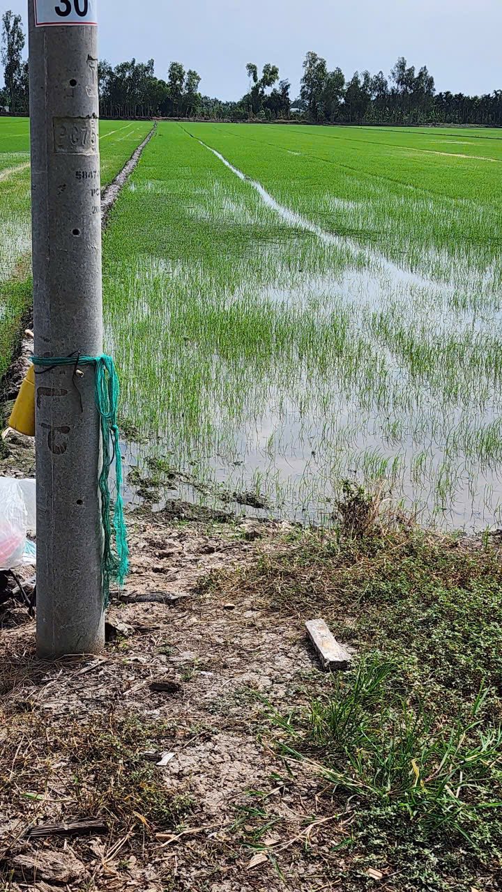 Đất Ruộng Thới Lai Cần Thơ 11.787m² giá 2.829 tỷ - Cơ hội đầu tư hấp dẫn!