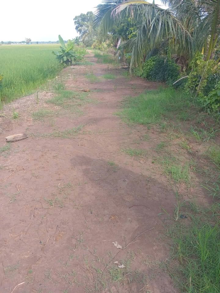 Đất nền Gò Công Đông 3000m² giá 800 triệu - Cơ hội đầu tư hấp dẫn!