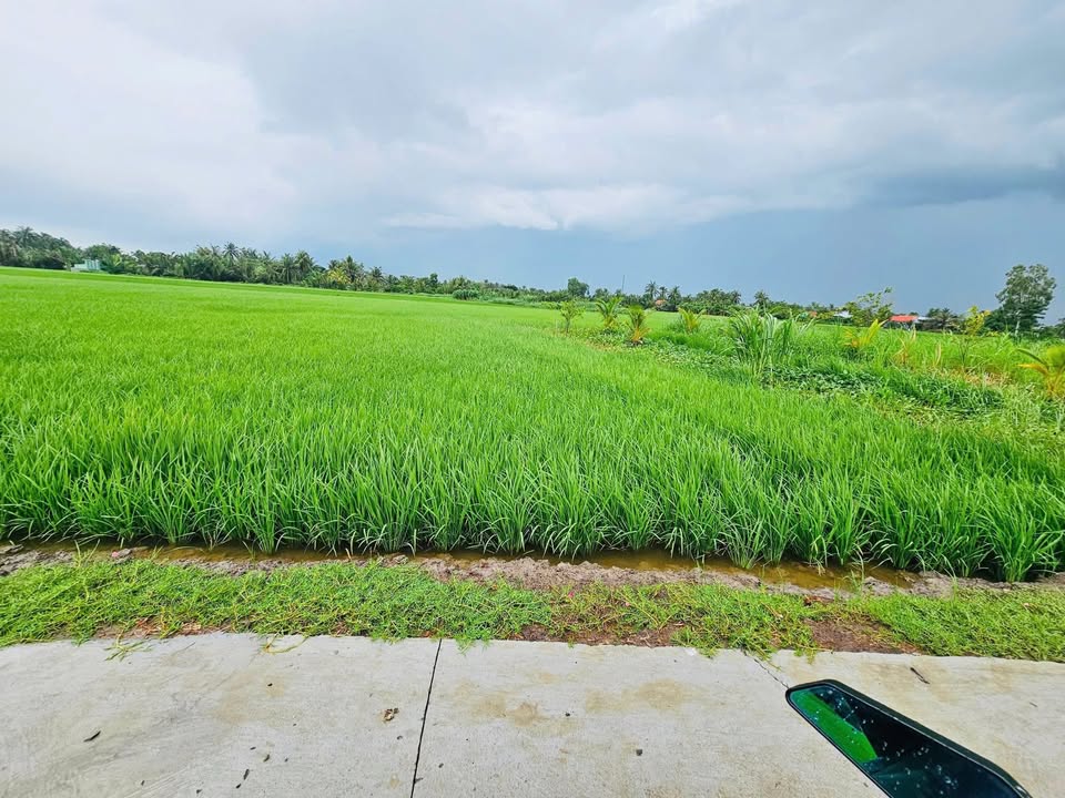 Đất nông nghiệp 4300m² tại Long Bình, Gò Công - Giá chỉ 2.352 tỷ, cơ hội đầu tư tuyệt vời!