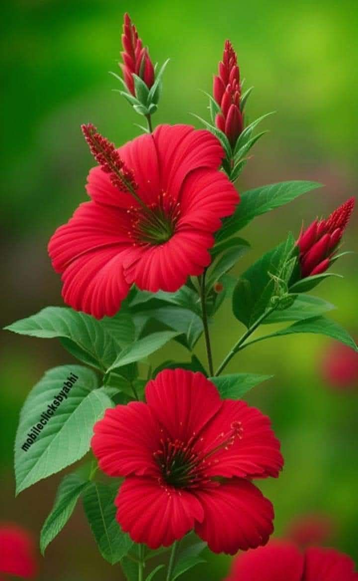 Đất nền Fo đường Thanh Nhung 2, Gò Công Đông 255m² chỉ 375 triệu - Cơ hội đầu tư tốt!