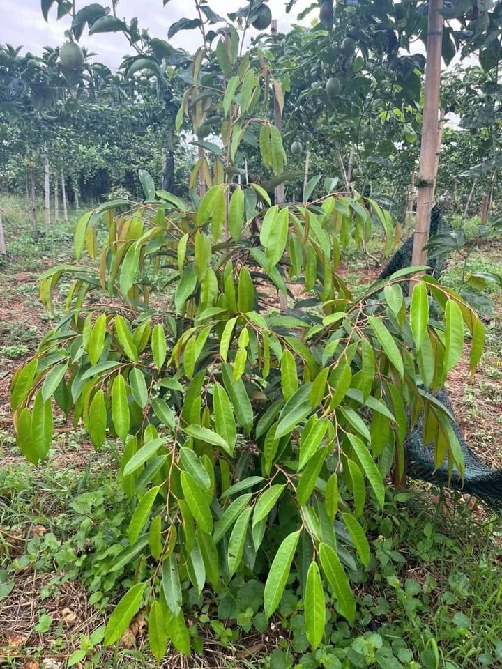 Đất nông nghiệp 1,5ha xã Ea H'leo, Đắk Lắk - Giá 2,5 tỷ với nhiều cây trồng giá trị!