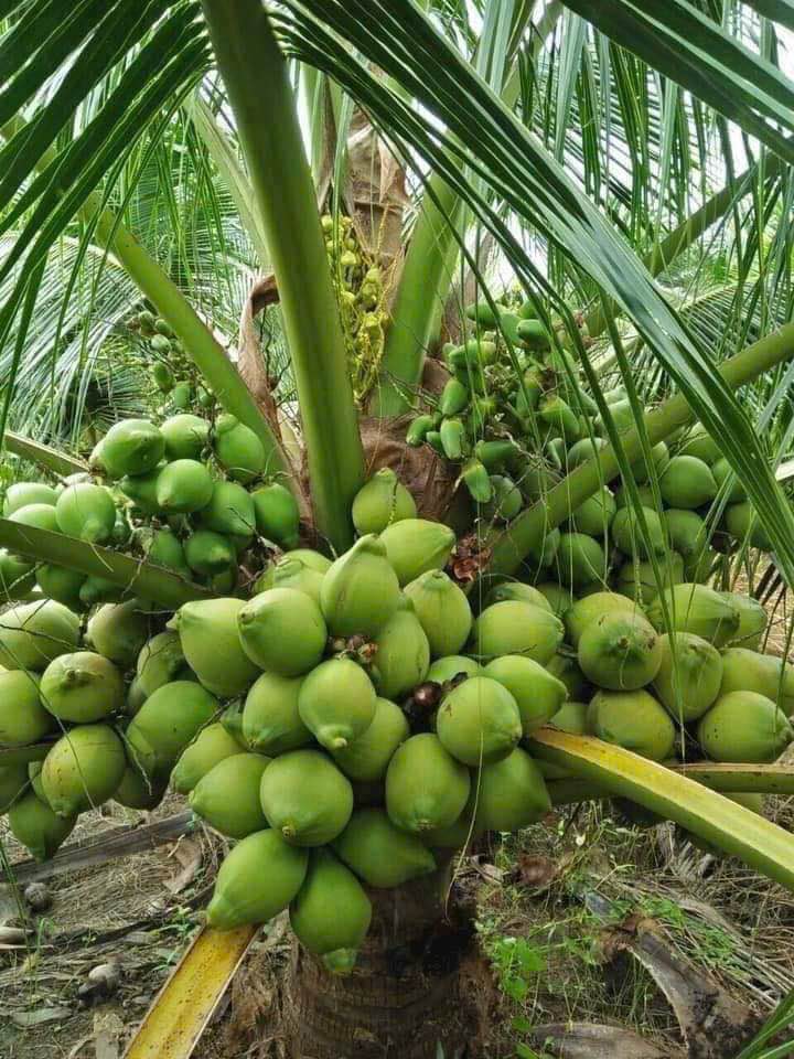 Đất nền Phan Thiết 1050m² giá 900 triệu - Đầu tư sinh lời ngay!