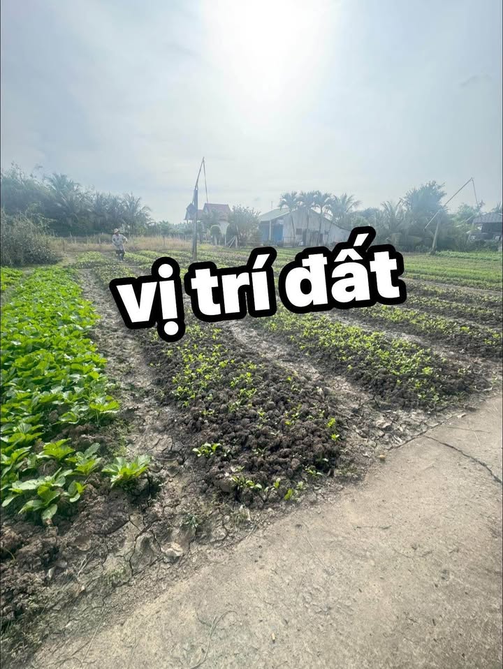 Đất Lúa 1000m² tại Phước Lý, Cần Giuộc - Giá chỉ 1.1 tỷ, cơ hội đầu tư hấp dẫn!