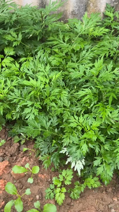 Đất nền đẹp tại Đồng Trung, Thanh Thủy, Phú Thọ 308m² - Giá rẻ, đầu tư sinh lời!