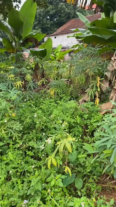 Đất nền Thạch Đồng, Thanh Thủy 280m² giá thỏa thuận - Đất mặt đường bê tông, view sông!