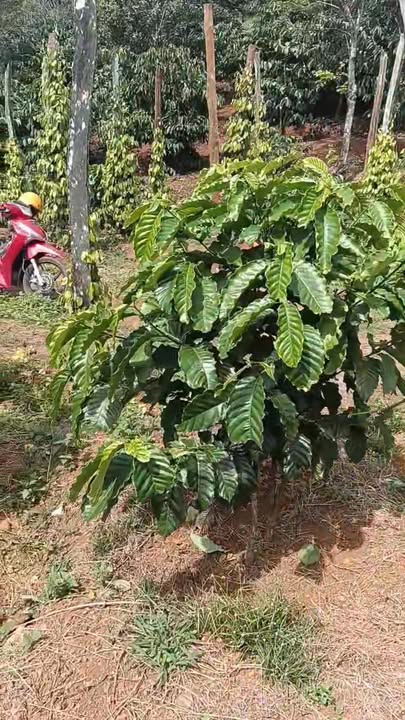 Đất nền 1ha sổ đỏ chính chủ tại Tuy Đức, Đắk Nông - Giá chỉ 1.999 tỷ