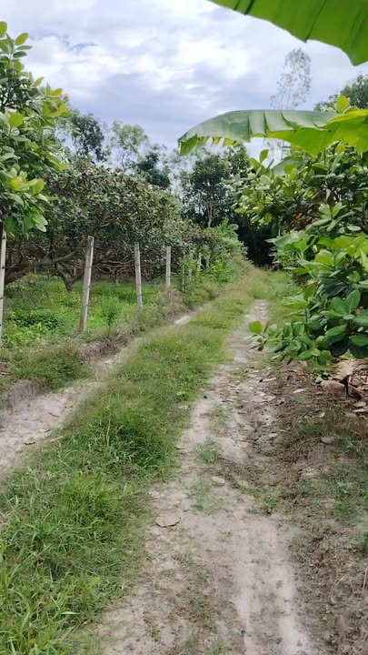 Đất nền Xuân Lộc 28.000m² giá 2.1 tỷ - Đất vuông vức, bằng phẳng