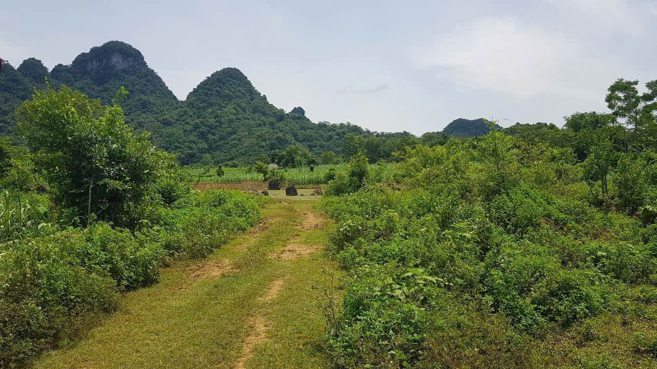 Lô đất vườn Suối Hoa, Tân Lạc 2.300m² giá chỉ 200 triệu - Không gian nghỉ dưỡng lý tưởng!