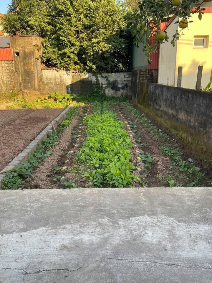 Đất nền Tự Nhiên, Thường Tín 54.4m² giá 3.26 tỷ - Ô tô đỗ cửa thuận tiện!