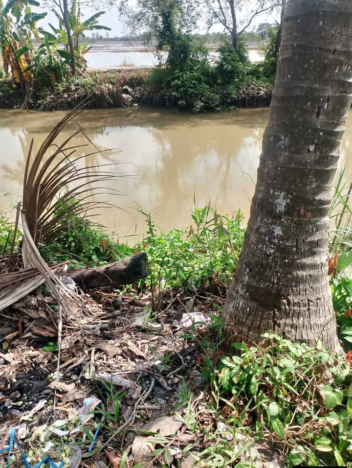 Cho thuê vườn mít ruột đỏ tại Cao Lãnh, 7.500m² giá 570 triệu - Đầu tư hiệu quả!