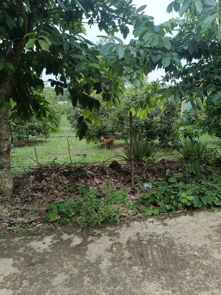 Đất nền Tân Thành, Đồng Xoài 1500m² giá 1.3 tỷ - Tiềm năng làm nhà vườn nghỉ dưỡng!