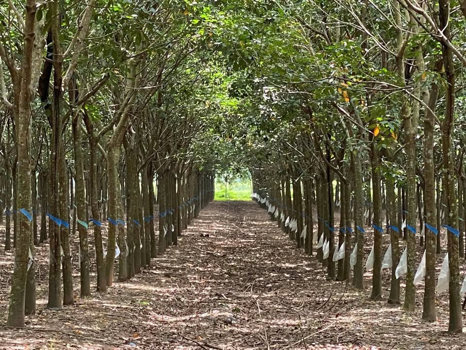 Farm cao su 50ha tại Minh Long, Chơn Thành - Giá 3 tỷ/ha, đầu tư sinh lời!