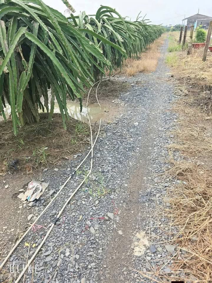 Đất lúa 1000m² tại Phú Ngãi Trị, Châu Thành, Long An - Giá chỉ 360 triệu!