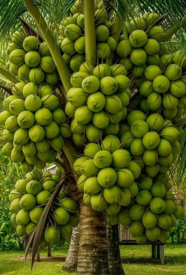 Đất trồng dừa 4000m² xã Hưng Thạnh - Giá 999 triệu, đường nhựa sắp hoàn thiện!