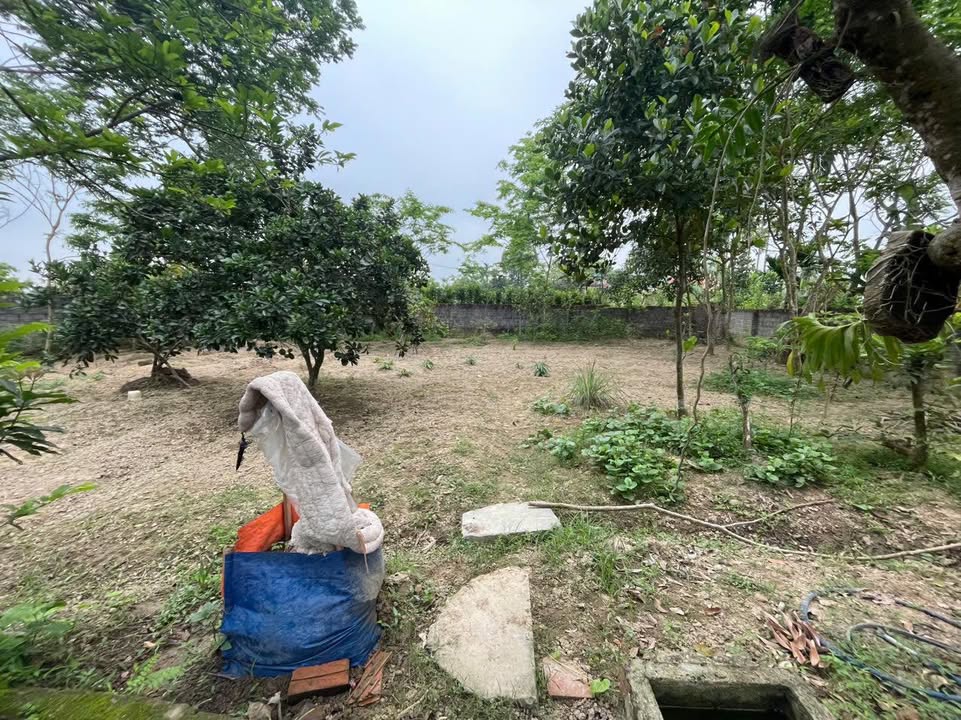 Đất thổ cư tại xã Sao Vàng, huyện Thọ Xuân 480m² - Cơ hội đầu tư hấp dẫn!