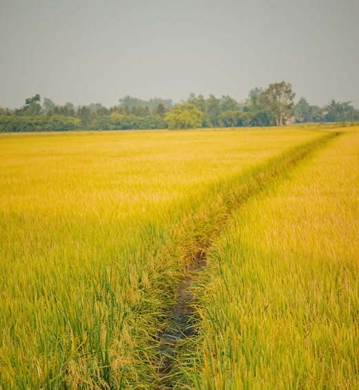 Đất lúa Phước Lại 1000m² giá 500 triệu - Cơ hội đầu tư hấp dẫn!