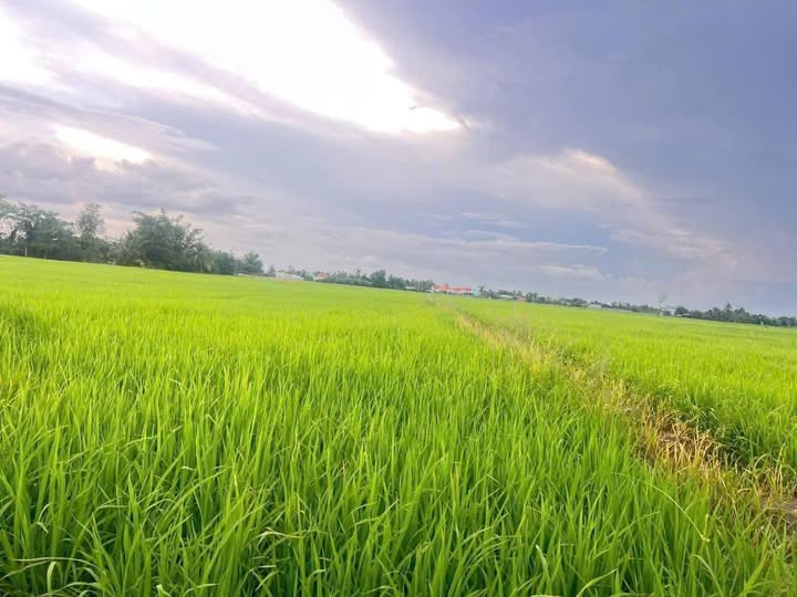 Đất nền xã Long Hậu 1350m² giá 810 triệu - Cơ hội đầu tư hấp dẫn!