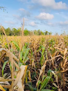 Đất nền Cư M'gar Đắk Lắk 14,760m² - Giá thỏa thuận hấp dẫn!