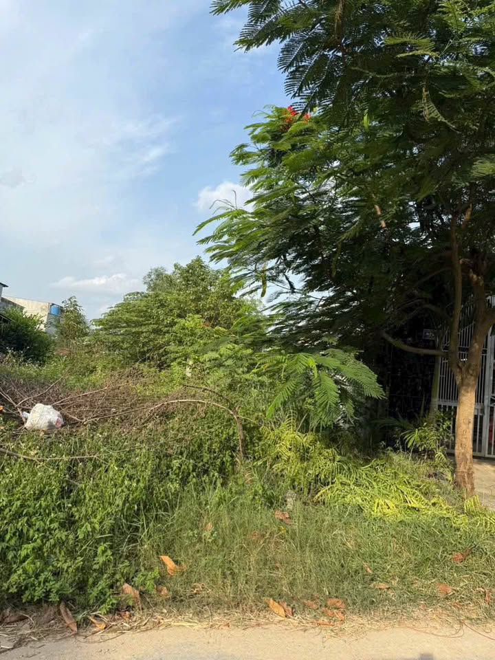 Đất thổ cư 155m² tại Ấp Bình Hữu 1, Mỹ Hạnh chỉ 1.9 tỷ - Đầu tư sinh lời ngay!