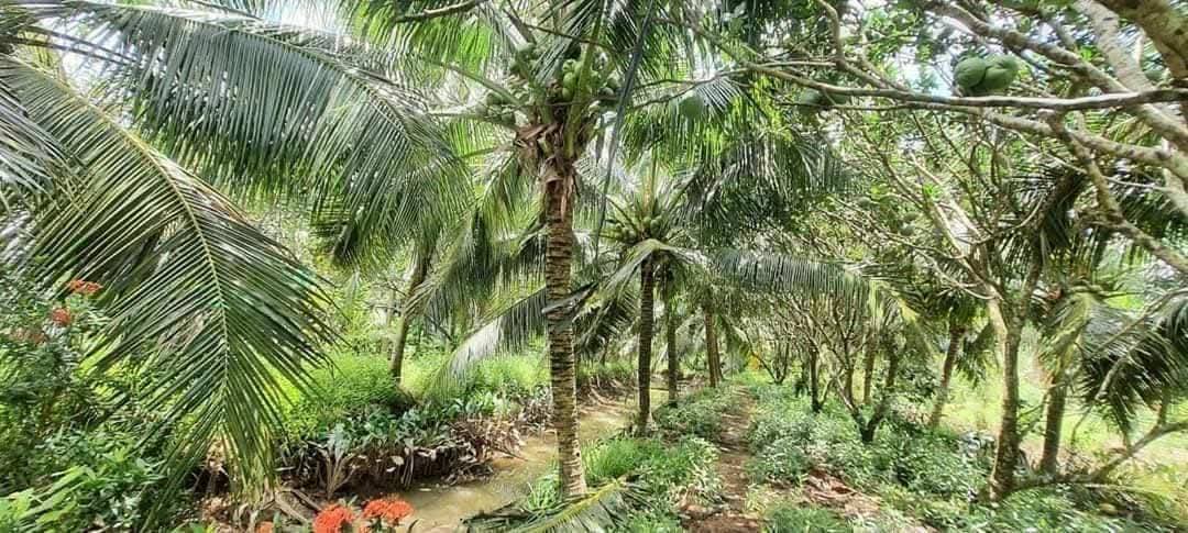 Đất mặt tiền Giao Long 1200m² giá 2.16 tỷ - Cơ hội đầu tư hấp dẫn!