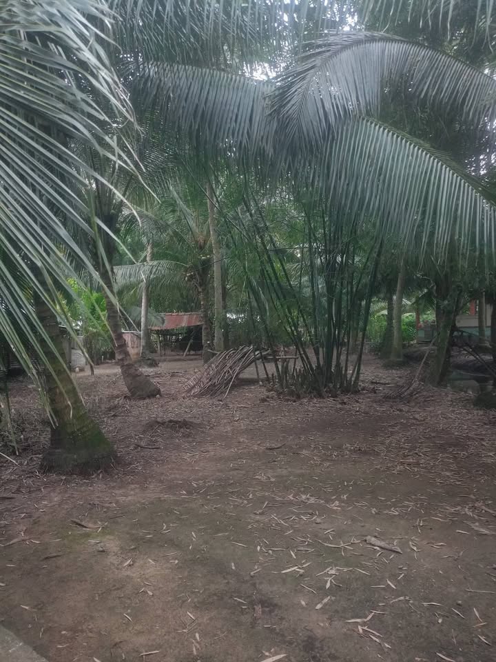 Đất nền Thới Lai 531m² giá chỉ 200 triệu - Sổ đỏ sắp có!