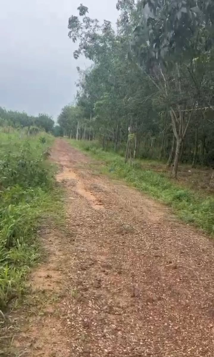 Đất nền Định Thành, Dầu Tiếng 6000m² - Sổ đẹp, giá chỉ 2 tỷ!