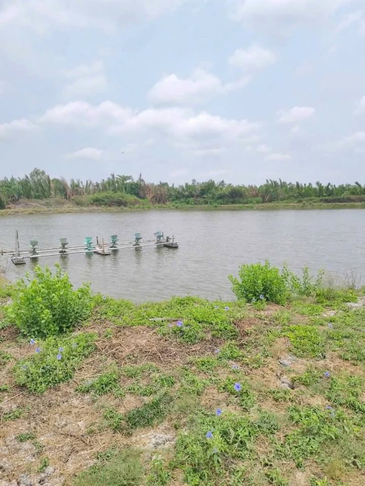 Farm Thạnh Quới, Mỹ Xuyên 17.000m² giá 1.173 tỷ - Cơ hội đầu tư hấp dẫn!