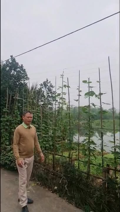 Bán đất Ngũ Hiệp, Thanh Trì 133m² giá 6.649 tỷ - Đất biệt thự nhà vườn chính chủ!