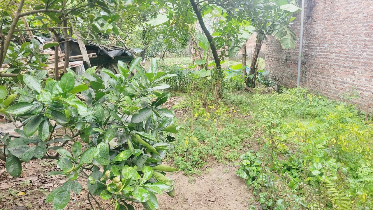 Đất thổ cư An Thượng 65m² chỉ 4.875 tỷ - Lô góc đẹp, giá tốt!