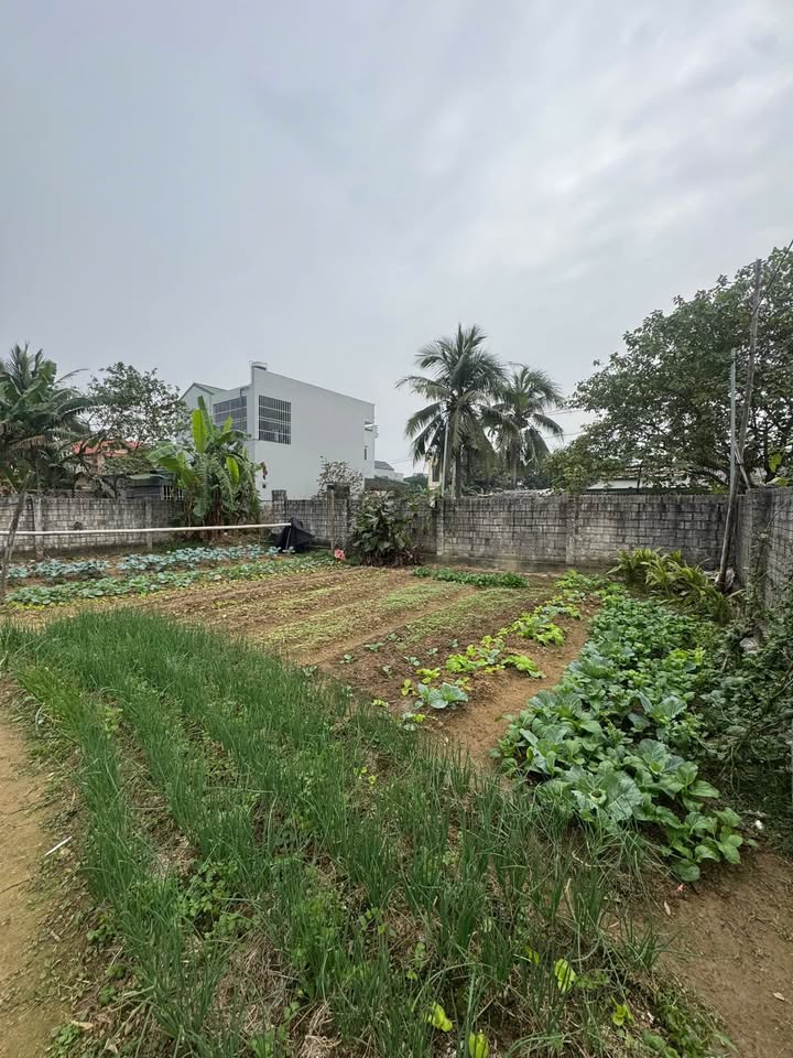 Đất nền Quảng Phú, Thanh Hóa 288m² giá 3.65 tỷ - Sổ đỏ chính chủ!