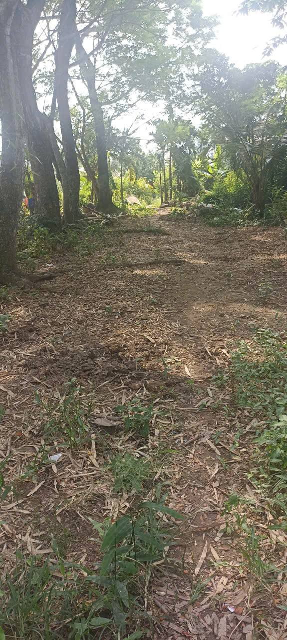 Đất trồng cây lâu năm 643m² tại Xã Long Điền An Giang - Giá 500 triệu, thương lượng