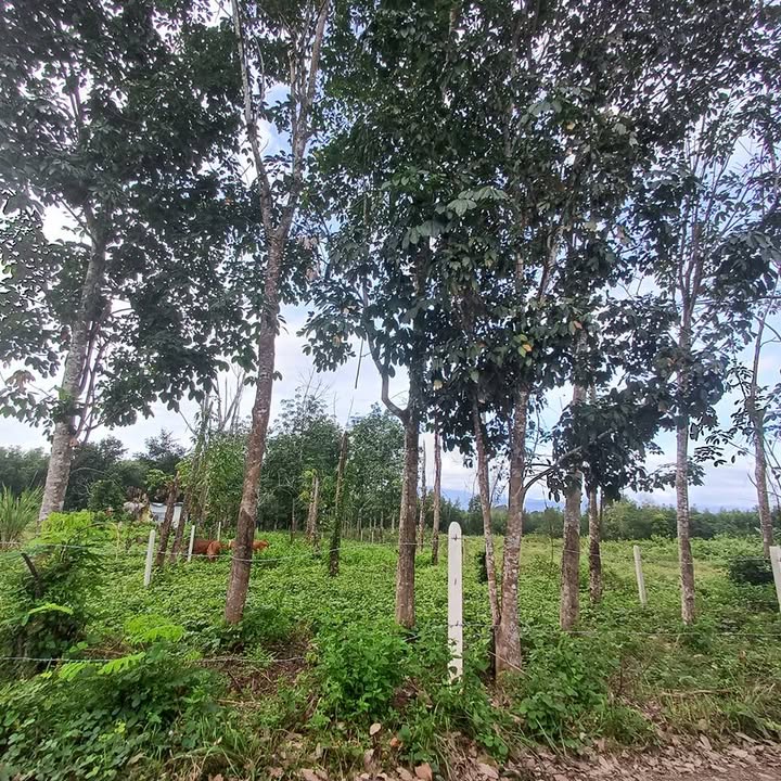 Đất nền Khánh Đông 1432m² giá 700 triệu - Cơ hội đầu tư hấp dẫn!