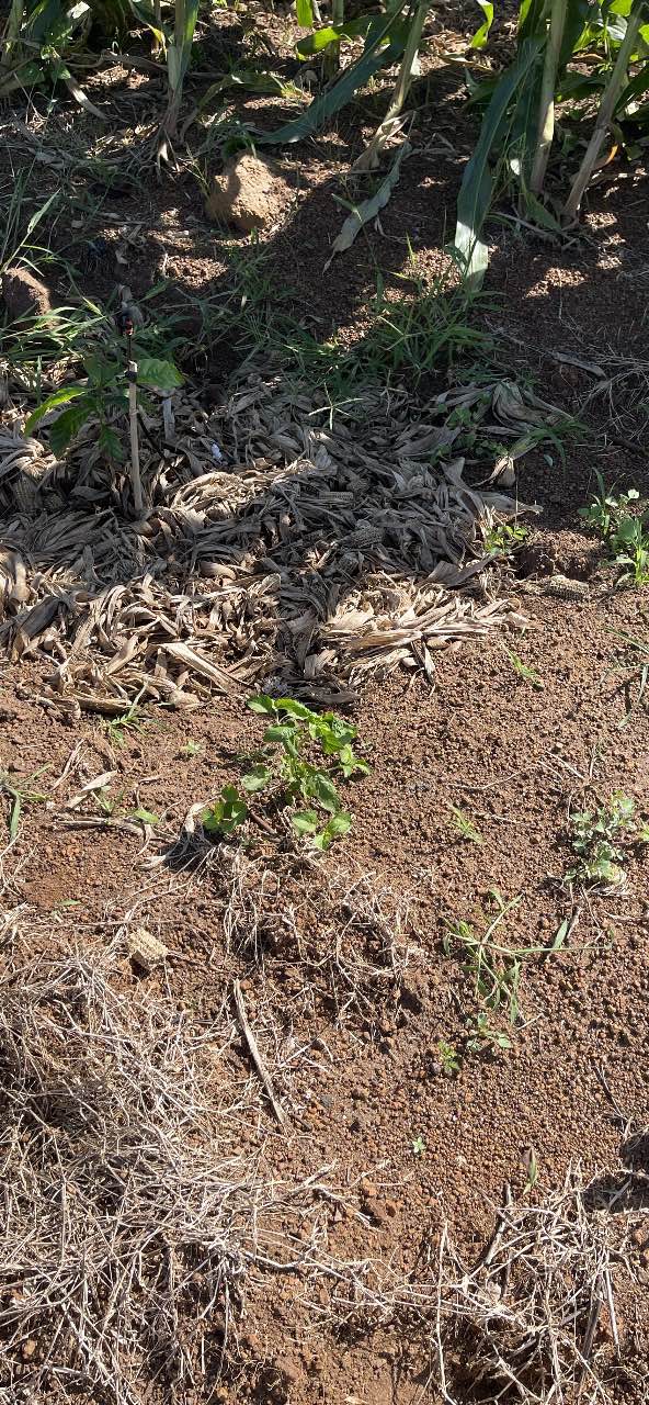 Đất Eahleo Đắk Lắk 7ha - Đã trồng cây xà cừ, giá thỏa thuận