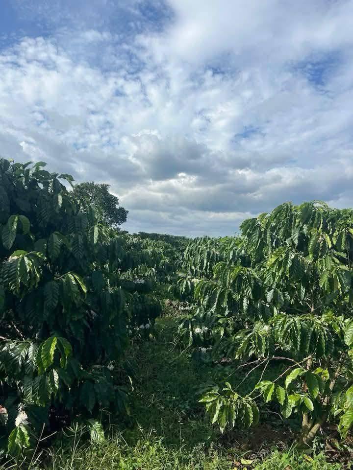 Đất nền Lộc Ngãi Bảo Lâm 570m² giá 5.7 tỷ - Sổ đỏ chính chủ, mặt tiền đường lớn!