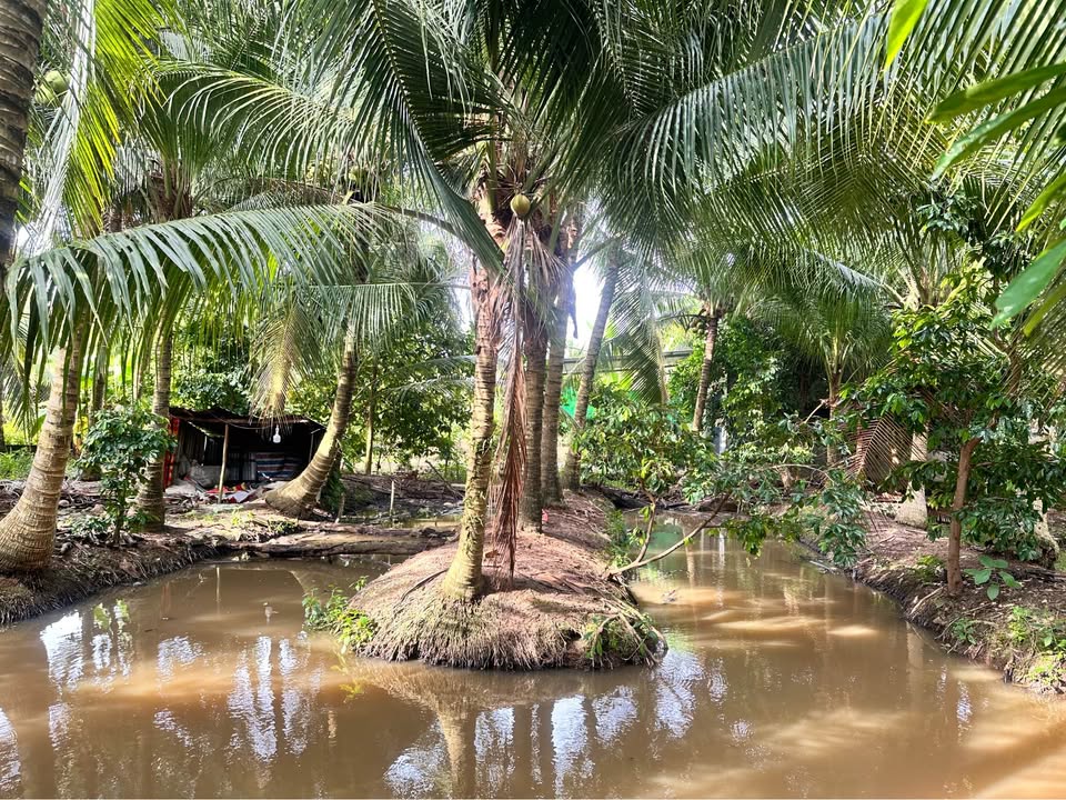 Đất vườn 13.000m² trung tâm phường Vị Tân, Hậu Giang - Cơ hội đầu tư tuyệt vời!